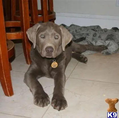 Labrador Retriever stud dog