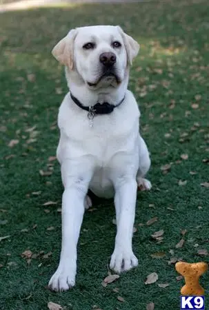 Labrador Retriever stud dog