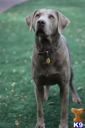 Labrador Retriever stud dog