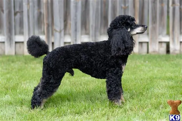 Poodle stud dog: a black poodle dog standing on grass
