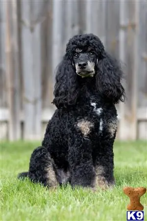 Poodle stud dog: a poodle dog sitting in the grass