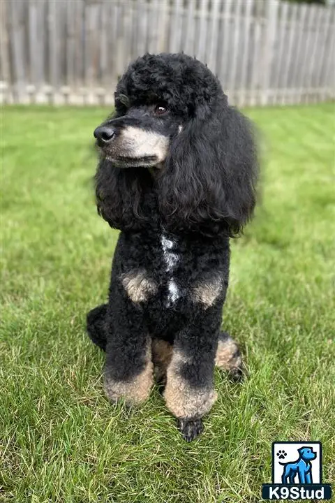 Poodle stud dog: a poodle dog sitting in the grass