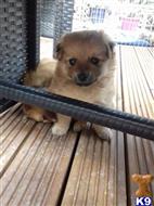 Pomeranian