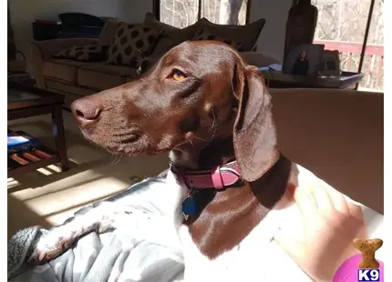 German Shorthaired Pointer