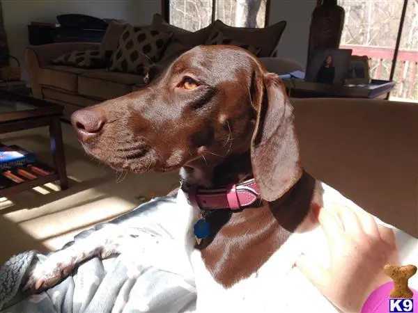 German Shorthaired Pointer female dog