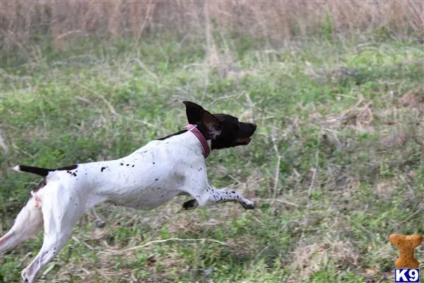 German Shorthaired Pointer female dog