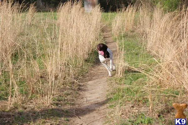 German Shorthaired Pointer female dog