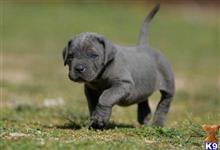 cane corso puppy posted by stonerlifas