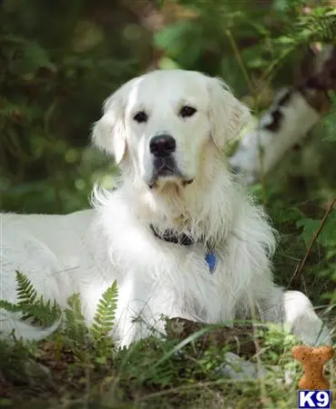 Golden Retriever stud dog