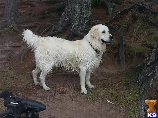 Golden Retriever stud dog