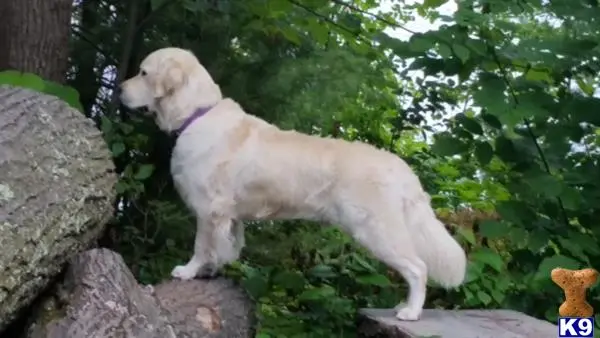 Golden Retriever stud dog