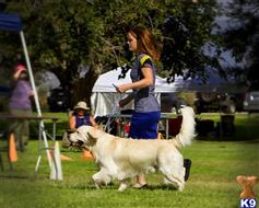golden retriever puppies st george utah stud dogs in utah golden retriever puppies st george utah stud dogs in utah
