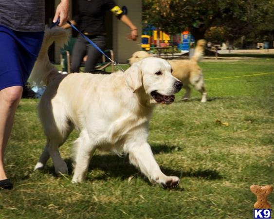 golden retriever puppies st george utah golden retriever stud int chion bonett brides last memory 5 years golden retriever puppies st george utah golden retriever stud int chion bonett brides last memory 5 years