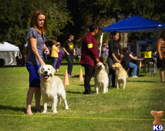 golden retriever puppies st george utah golden retriever stud int chion bonett brides last memory 5 years golden retriever puppies st george utah golden retriever stud int chion bonett brides last memory 5 years