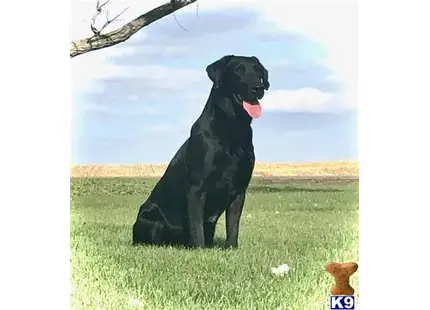 Labrador Retriever stud dog: a labrador retriever dog standing in a grassy field