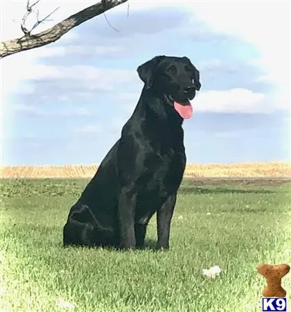 Labrador Retriever stud dog: a labrador retriever dog standing in a grassy field