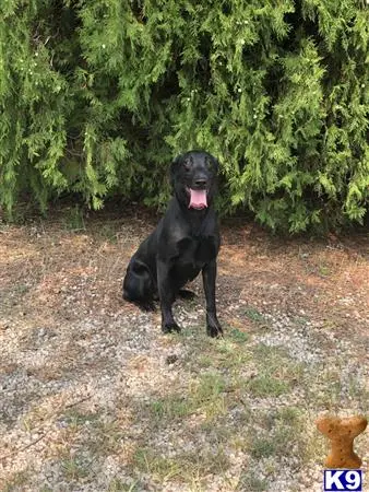 Labrador Retriever stud dog: a black labrador retriever dog sitting on the ground