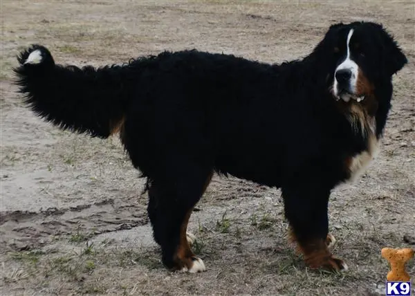 Bernese Mountain Dog