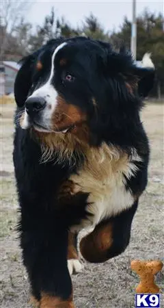 Bernese Mountain Dog stud dog