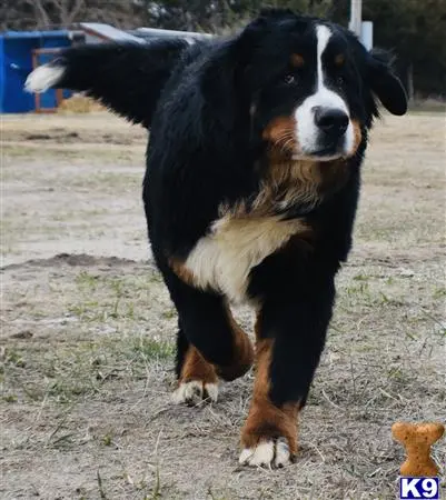 Bernese Mountain Dog stud dog