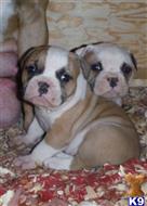 american bulldog puppy posted by strangesambulldogs