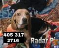 Beagle stud dog: Beagle with a brown and black coat sitting on a colorful blanket