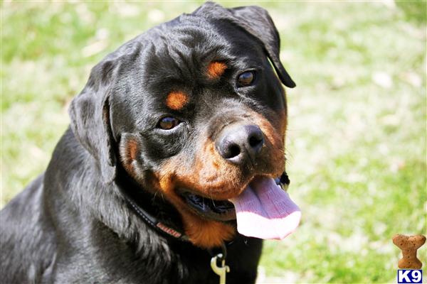 rottweiler breeders in illinois 500 server error rottweiler breeders in illinois 500 server error