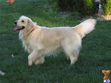 Duke available Golden Retriever puppy located in Northwood
