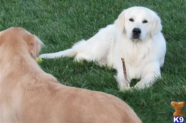 Golden Retriever stud dog