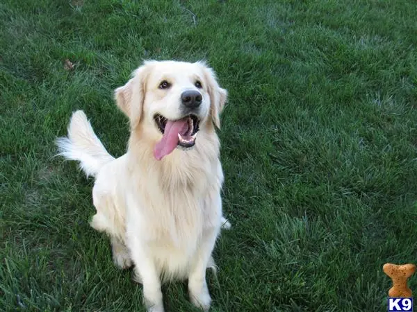 Golden Retriever stud dog