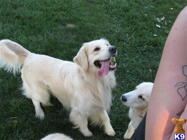 Golden Retriever stud dog