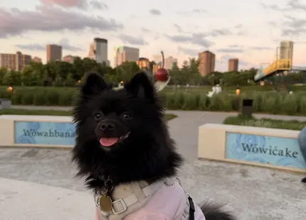 Pomeranian female dog: Black Pomeranian wearing a pink sweater in a city park