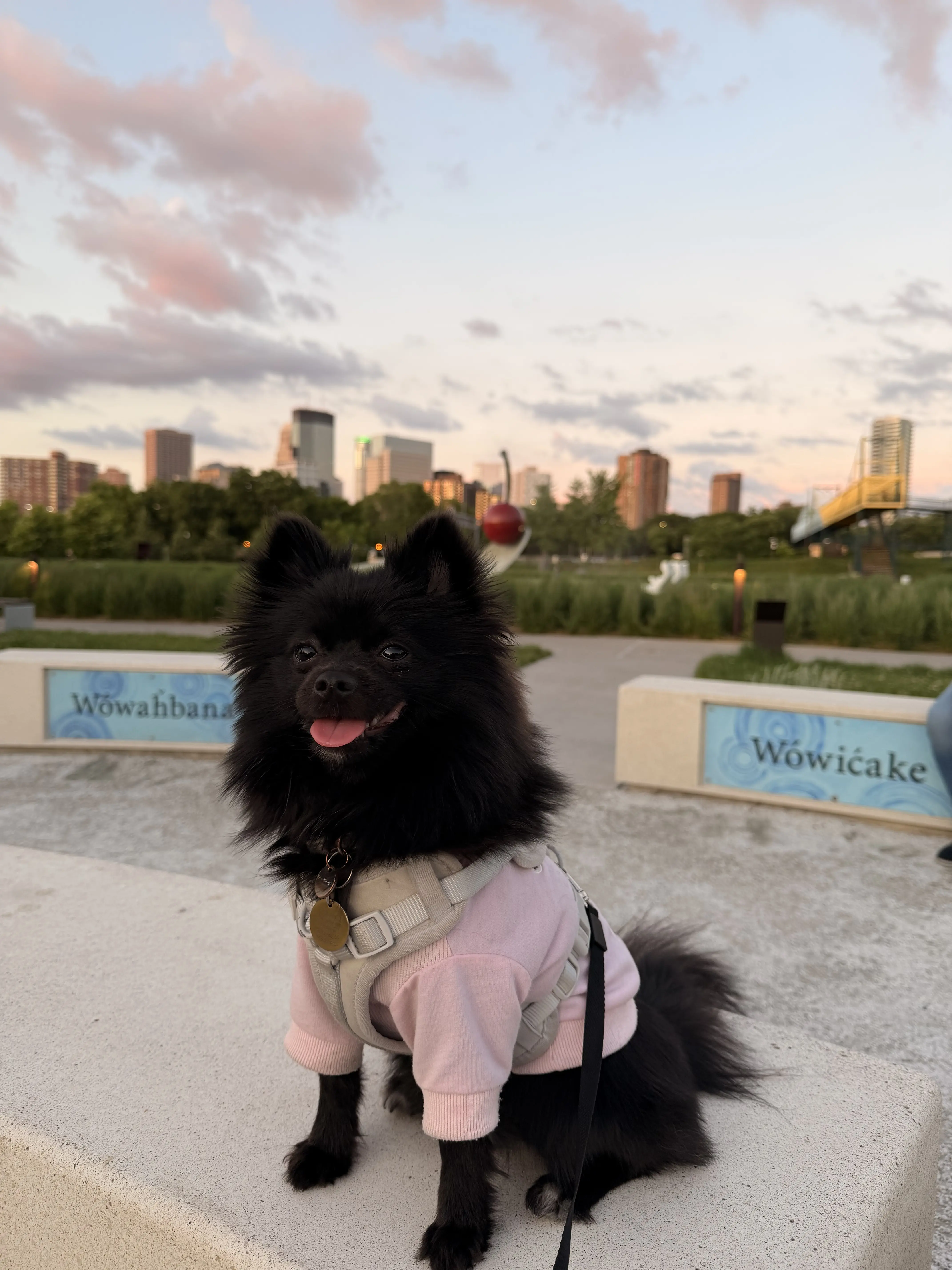 Pomeranian female dog: Black Pomeranian wearing a pink sweater in a city park