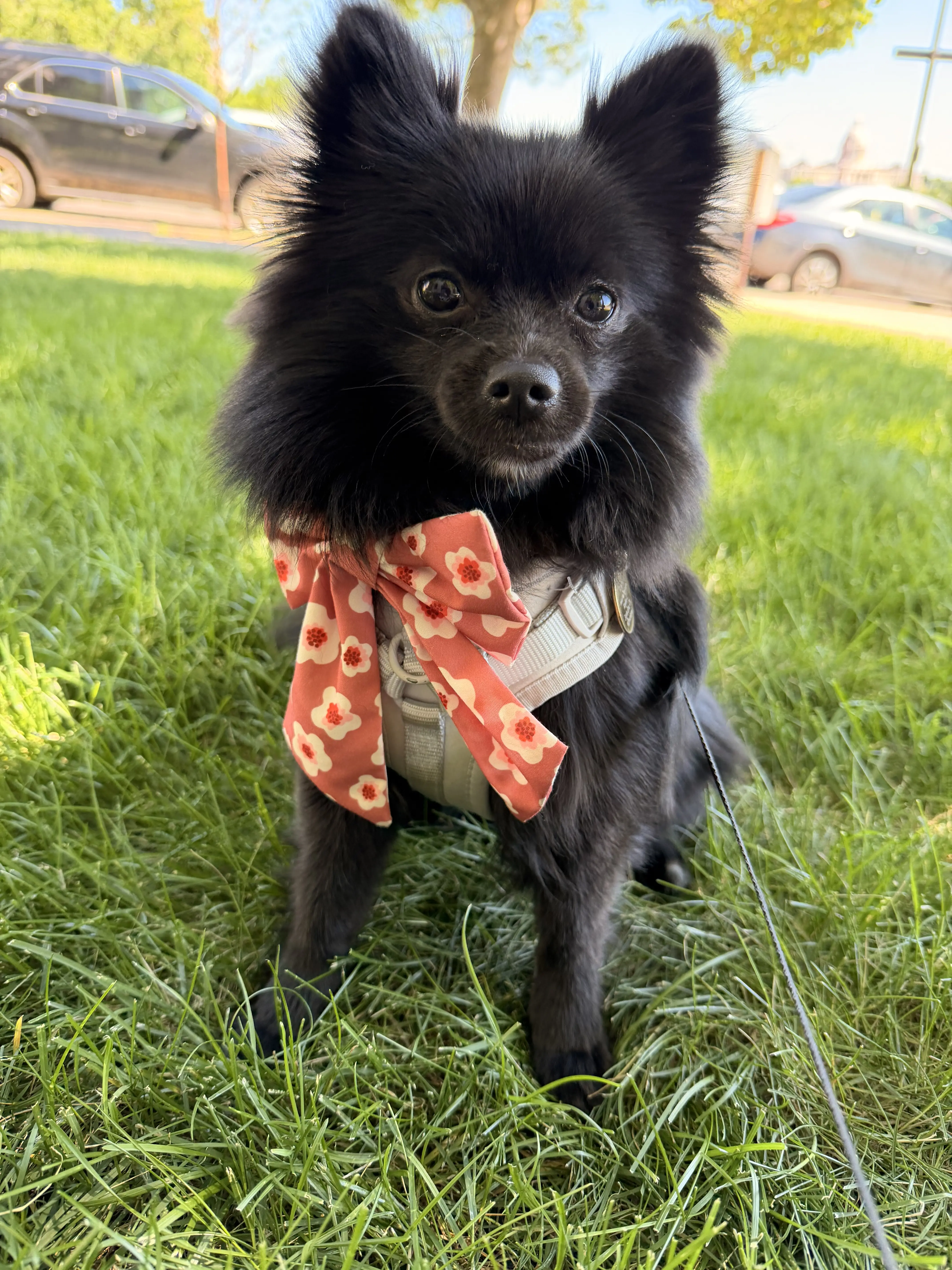 Pomeranian female dog: Black Pomeranian wearing a floral bow tie sitting on grass