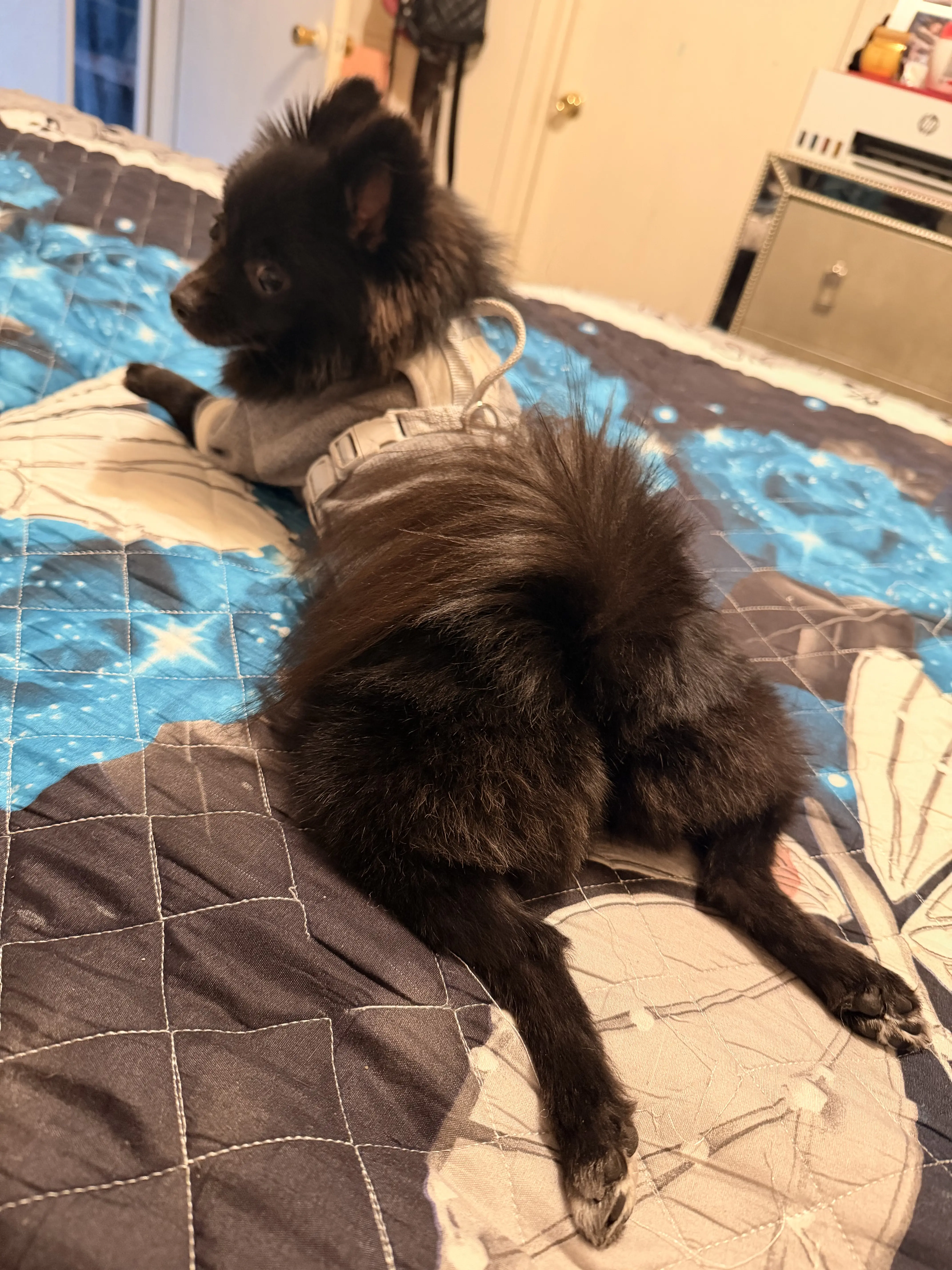 Pomeranian female dog: Black Pomeranian lying on a colorful quilted bedspread