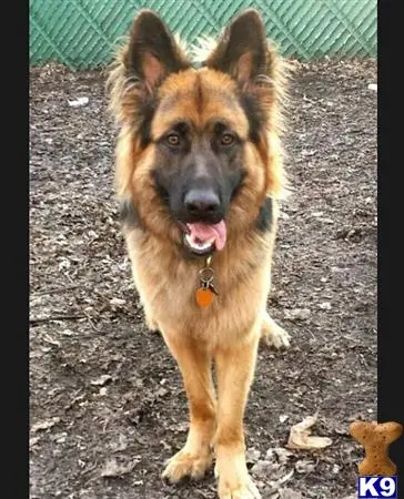 German Shepherd stud dog