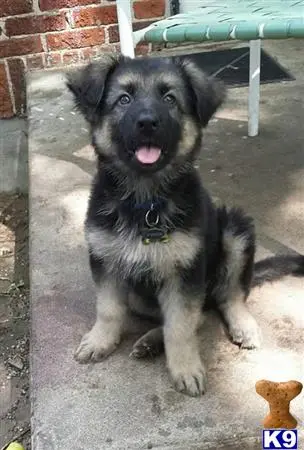 German Shepherd stud dog