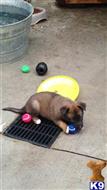 belgian malinois puppy posted by stsmith8804