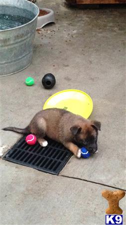 belgian malinois puppy posted by stsmith8804