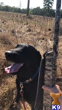 Labrador Retriever stud dog