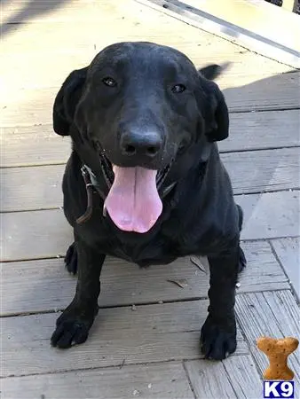 Labrador Retriever stud dog