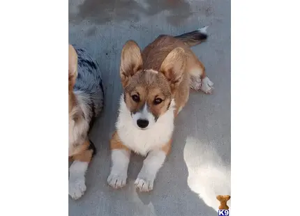 Pembroke Welsh Corgi