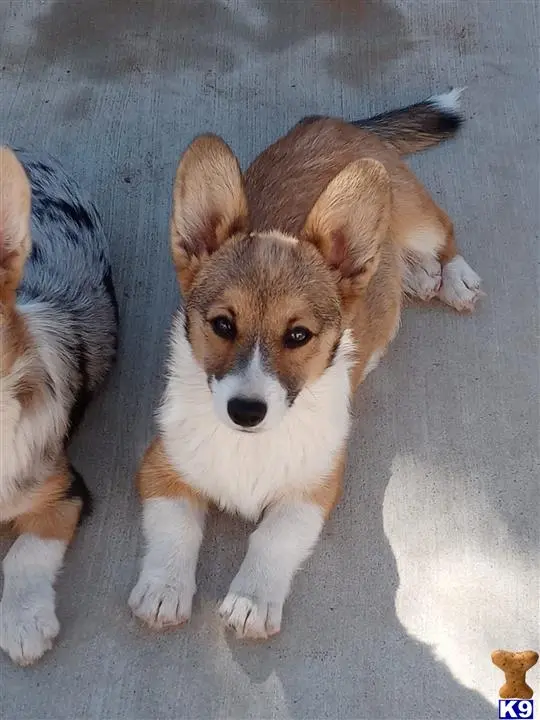 Pembroke Welsh Corgi puppy for sale