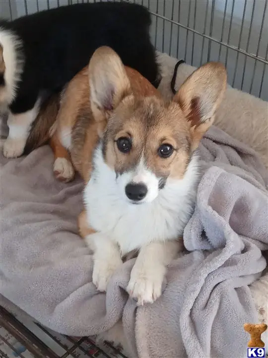 Pembroke Welsh Corgi puppy for sale