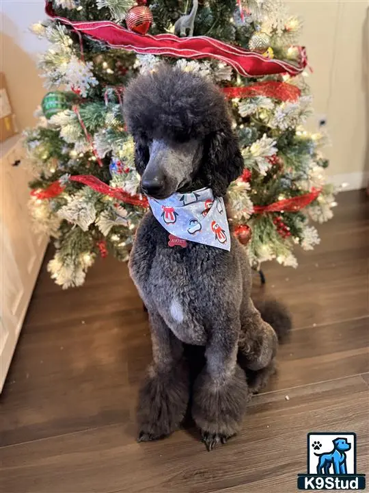 Poodle stud dog: a poodle dog wearing a garment