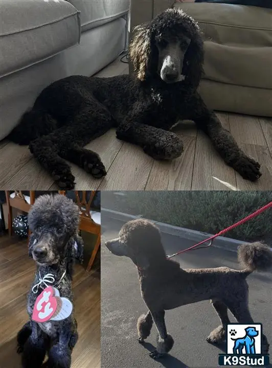 Poodle stud dog: a poodle dog sitting on a couch