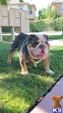 a english bulldog dog wearing a vest