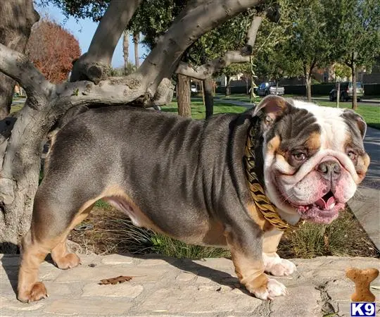 English Bulldog stud dog