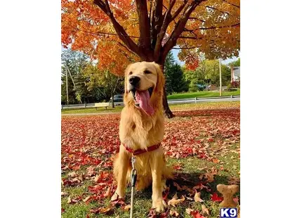 Golden Retriever