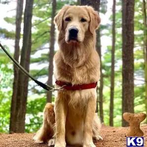 Golden Retriever stud dog